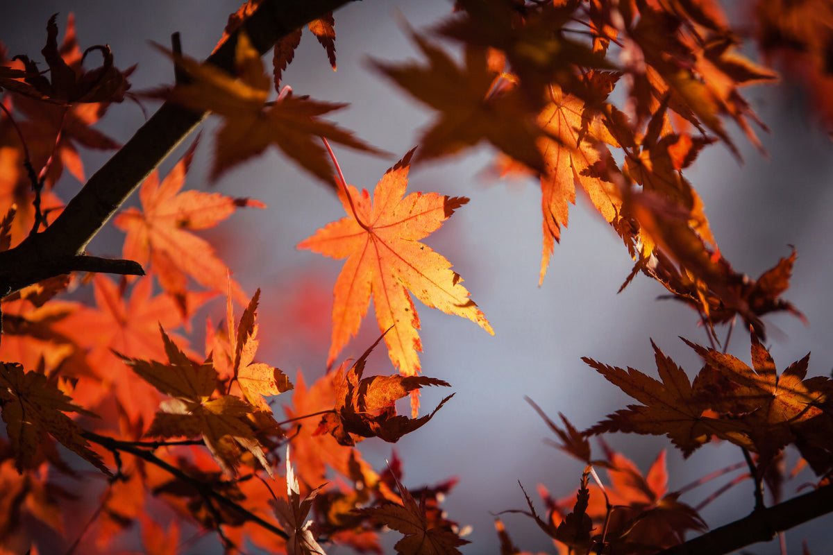acrylic-print-maple-leaves-in-autumn