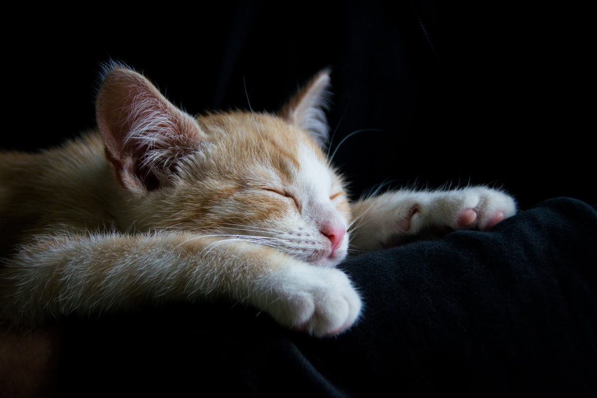 aluminium-print-lazy-cat