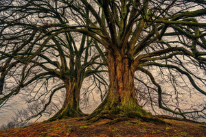 acrylic-print-ghostly-trees