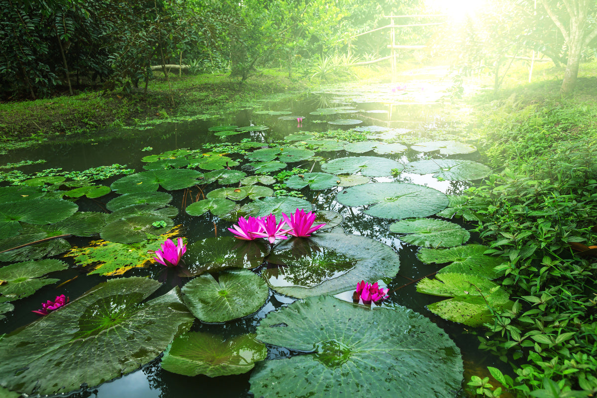 canvas-print-garden-pond