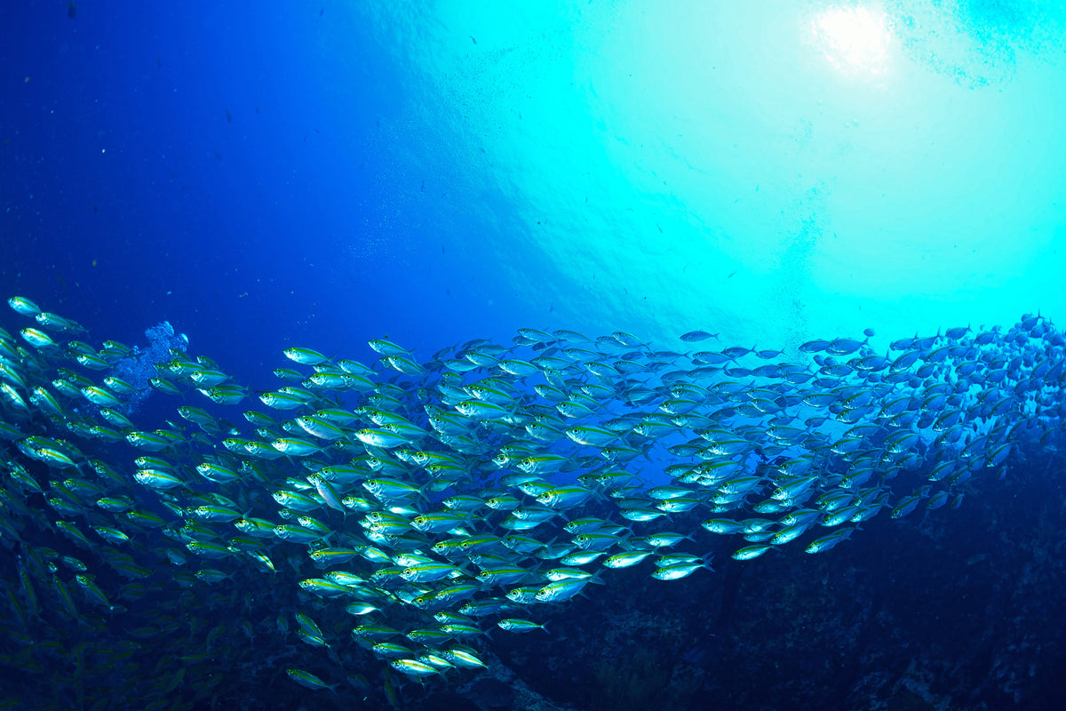 framedposter-print-shoal-of-fish