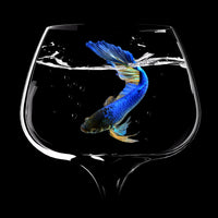 aluminium-print-betta-fish-dance