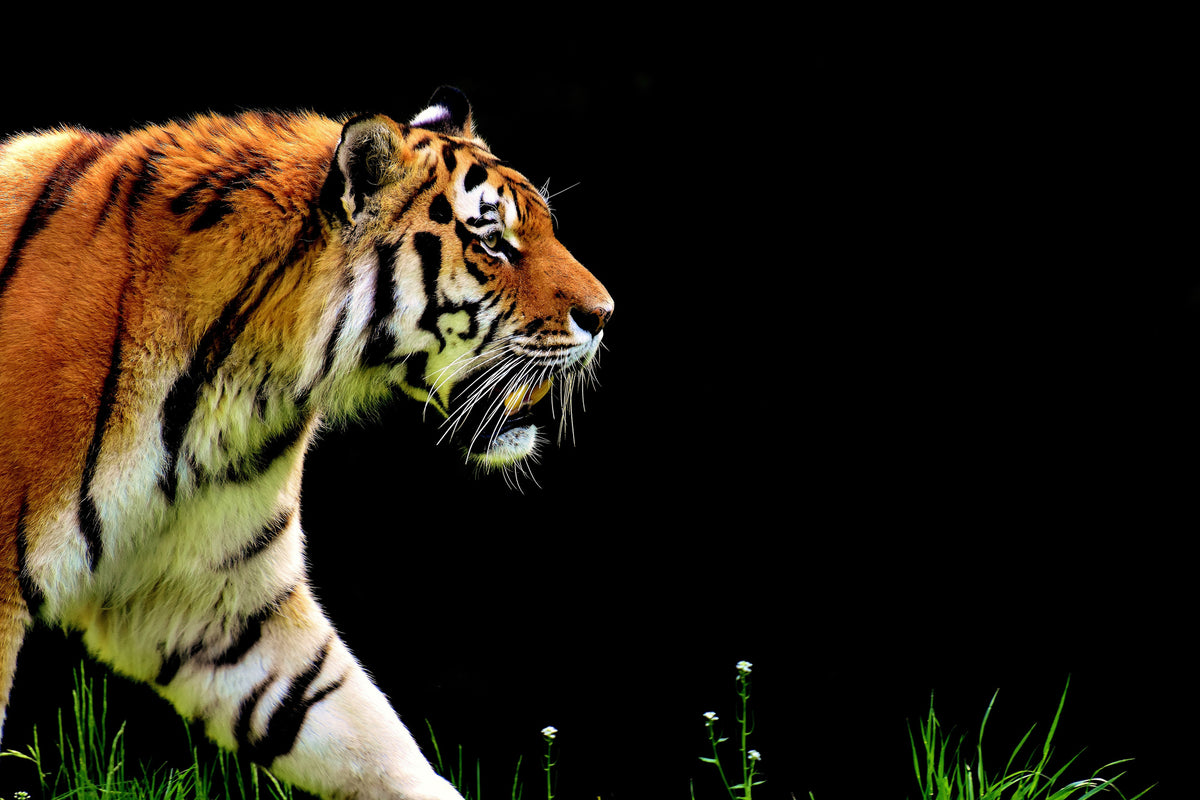 canvas-print-imposing-tiger