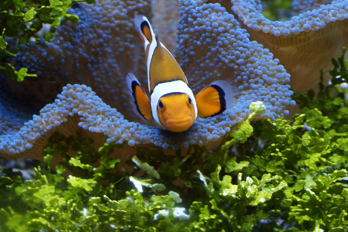 acrylic-print-cute-clownfish
