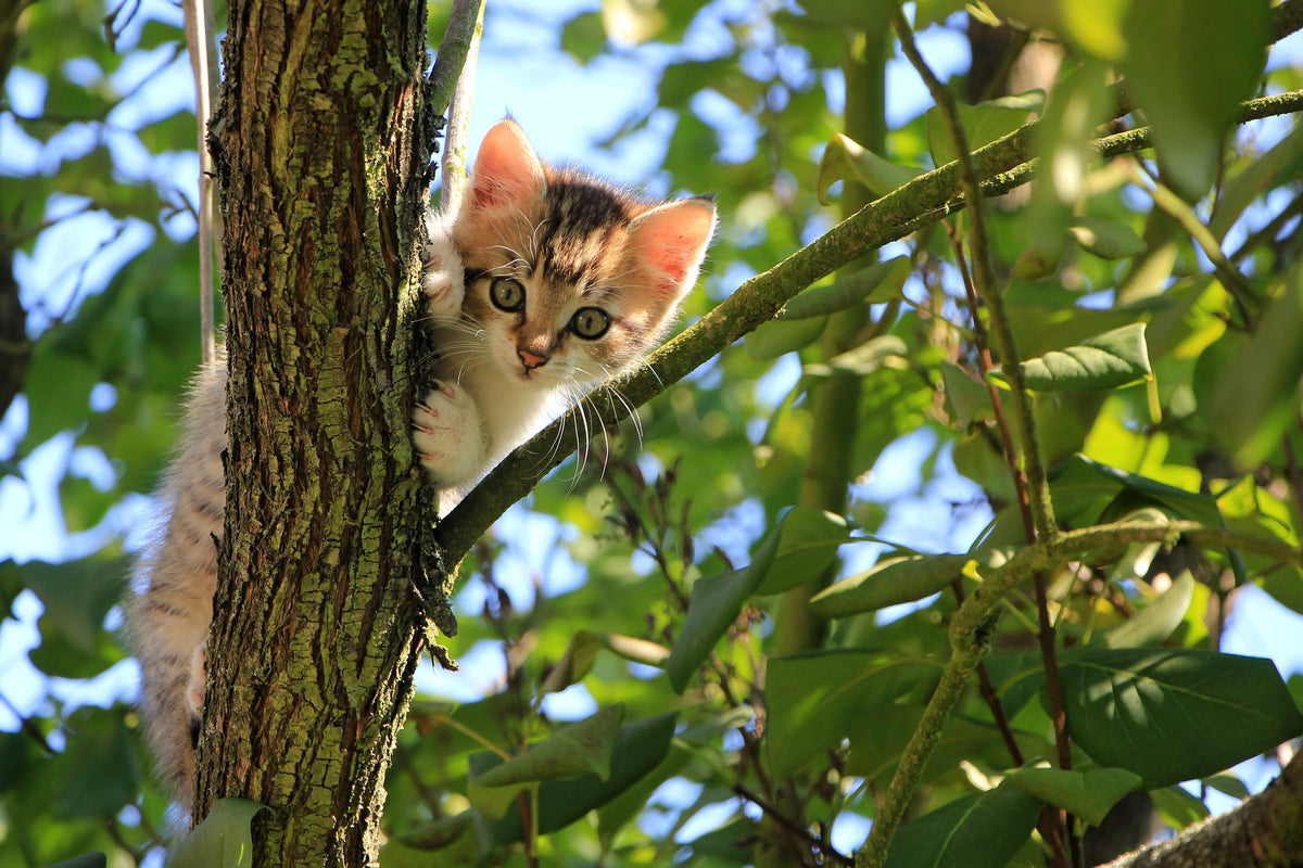 acrylic-print-cute-cat-child
