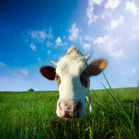 4-piece-acrylic-print-the-cow