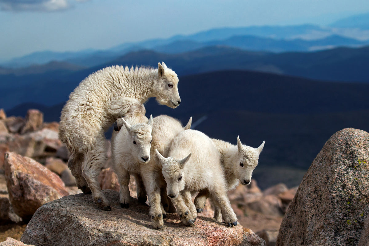 framedposter-print-baby-goats-at-play-x