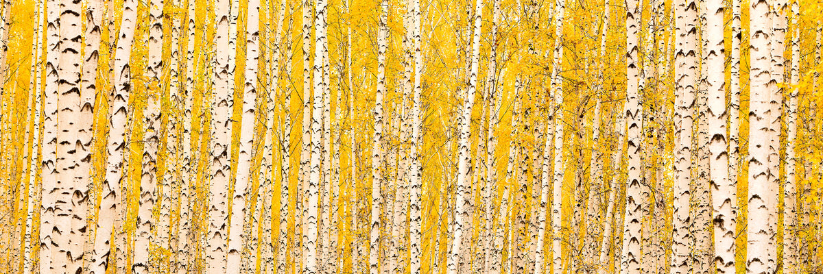 panoramic-3-piece-aluminium-print-the-birch-forest-in-autumn-panorama