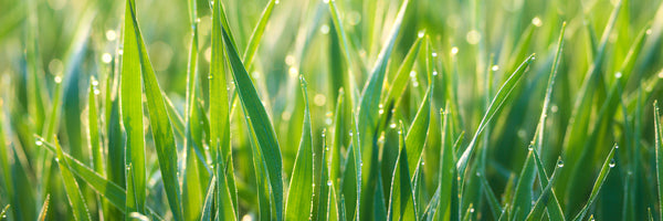 panoramic-3-piece-canvas-print-grass-with-morning-dew-xl-panorama