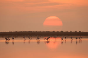 acrylic-print-flamingos-at-sunrise-x