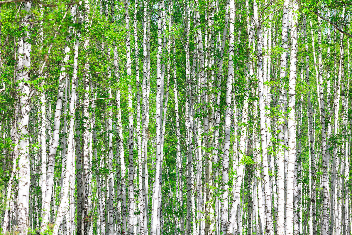 canvas-print-the-birch-forest