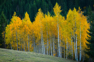 canvas-print-autumn-xfp