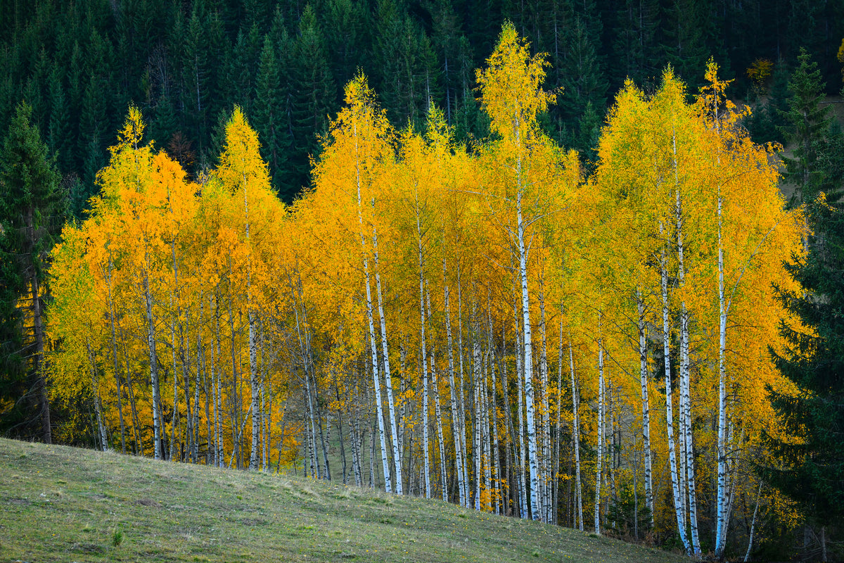 canvas-print-autumn-xfp