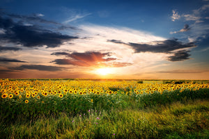 aluminium-print-a-field-of-sunflowers