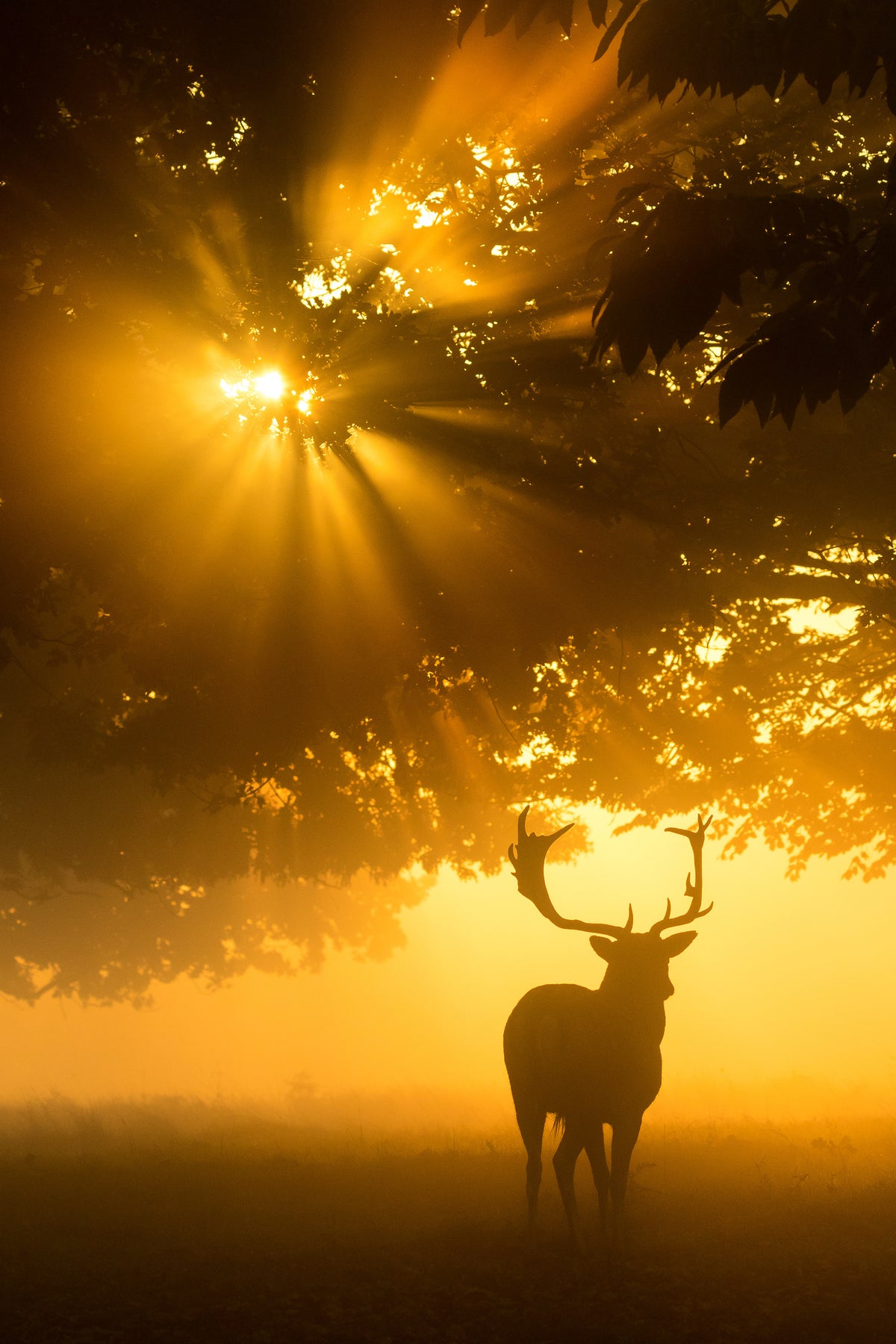 acrylic-print-mist-on-tree-cant-stop-sunshine-x