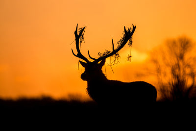 poster-print-red-deer-stag-silhouette-x