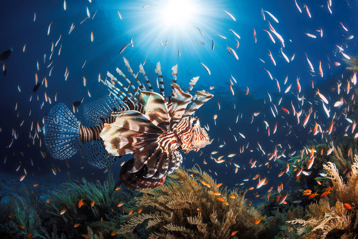 3-piece-acrylic-print-lionfish