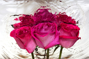 canvas-print-the-rose-reflection