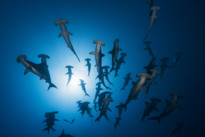 canvas-print-hammerhead-sharks-in-the-light