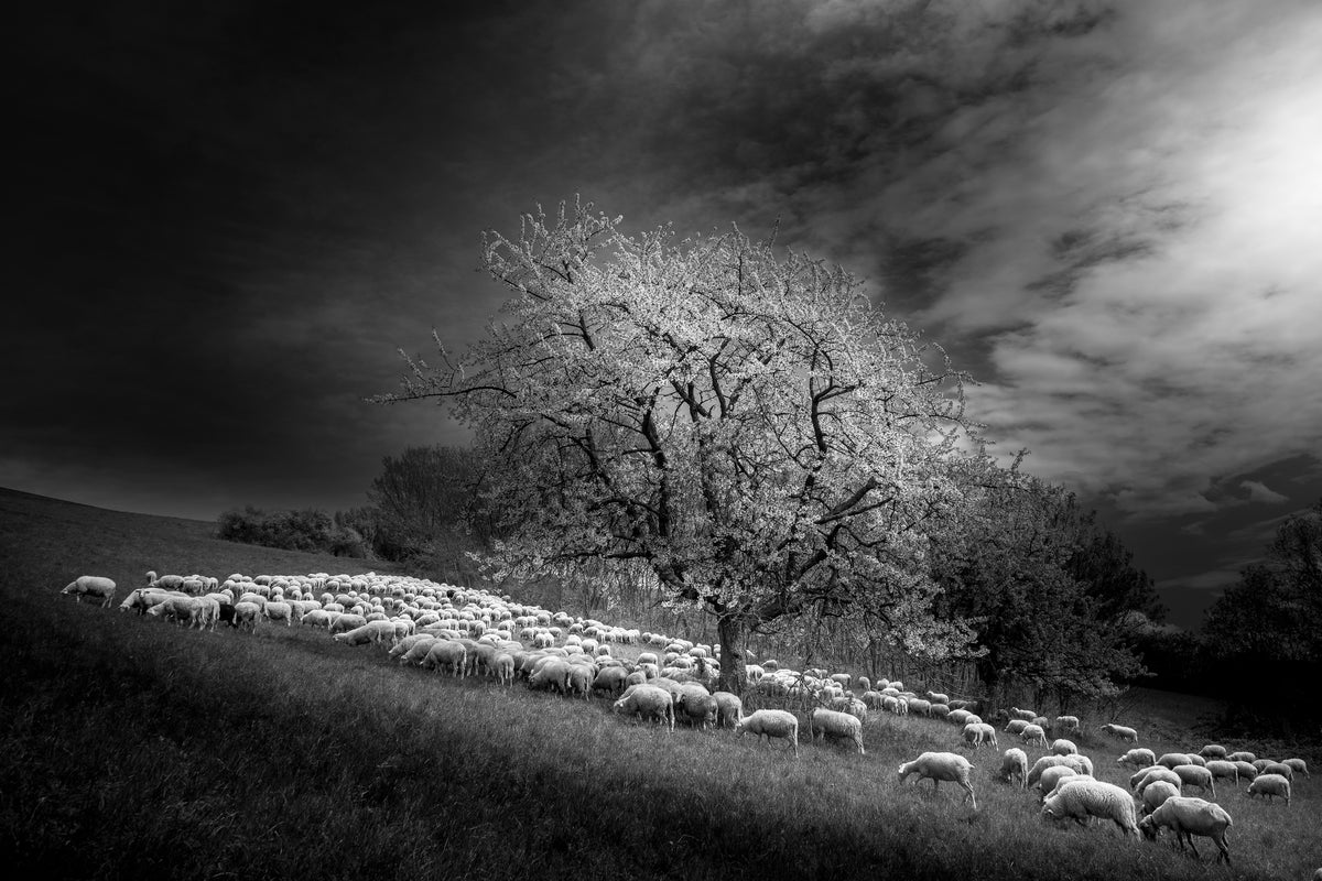 aluminium-print-rural-scene-x