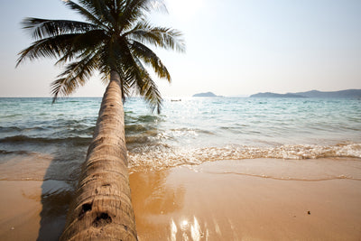 poster-print-palm