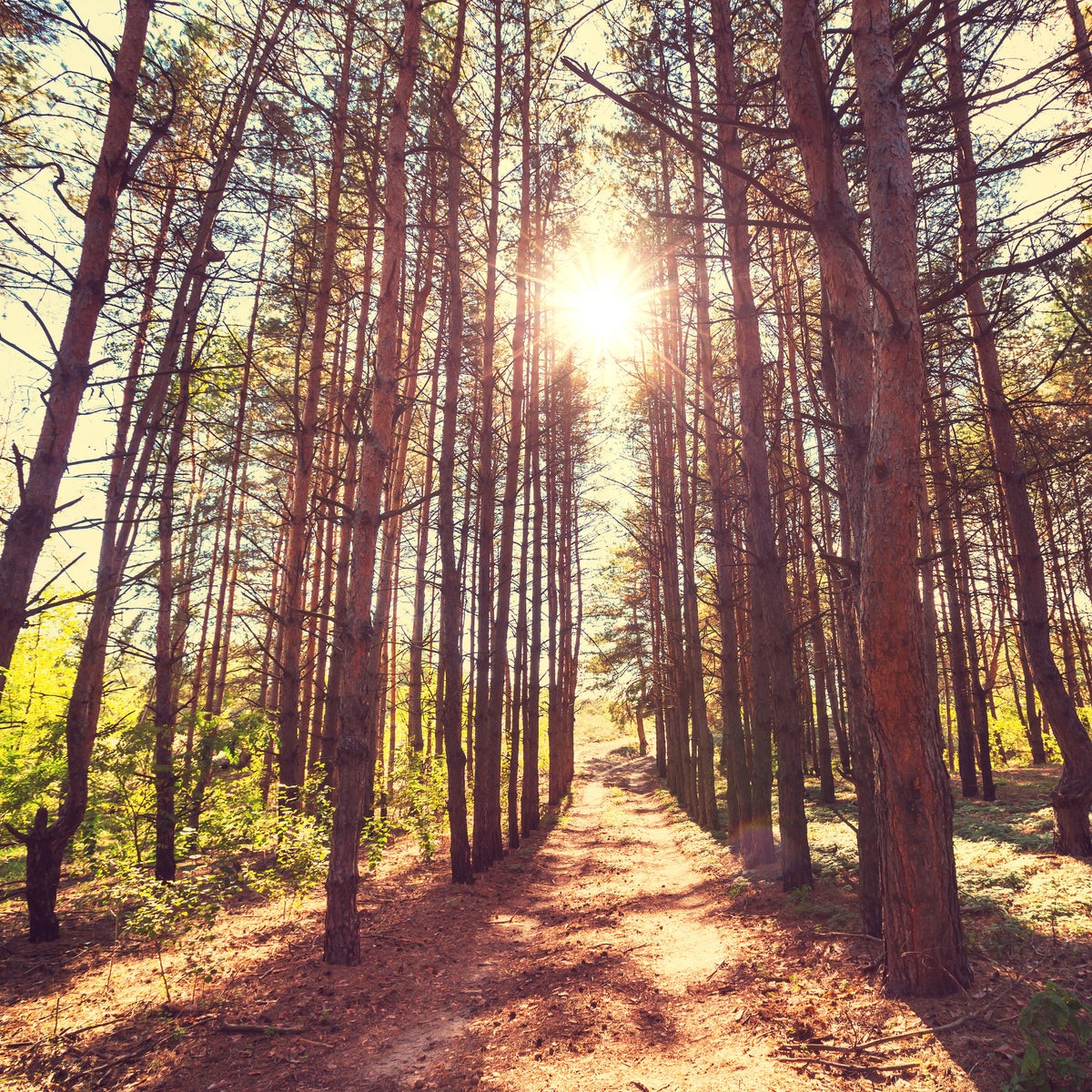 9-piece-canvas-print-light-at-the-end-of-the-forest-path