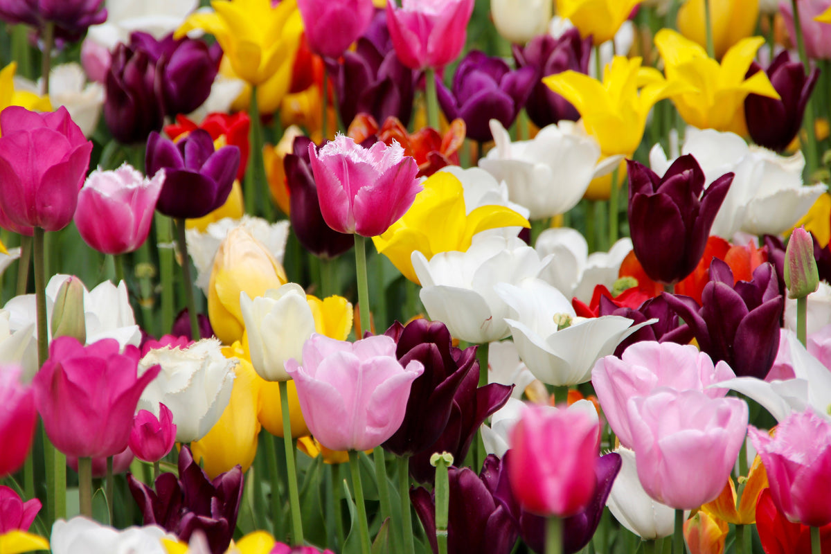 acrylic-print-colorful-tulip-field