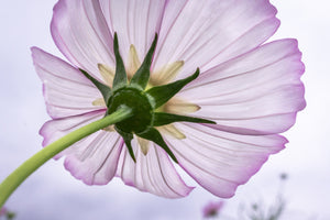poster-print-the-cosmos-flower