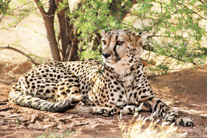 poster-print-sun-cheetah