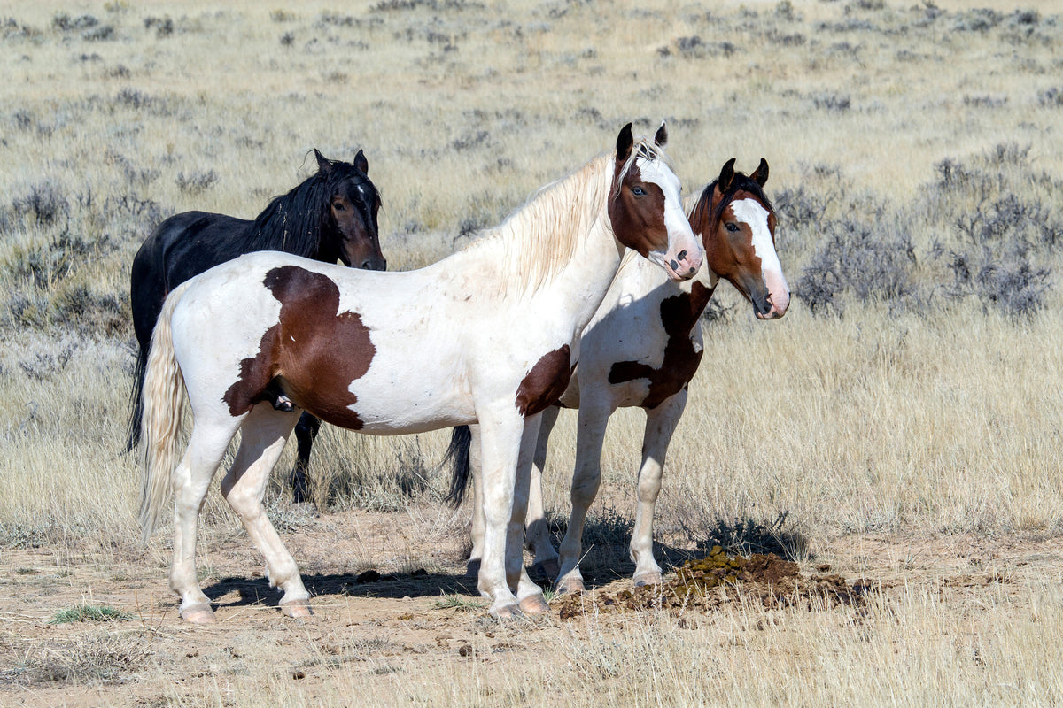 aluminium-print-3-wild-horses
