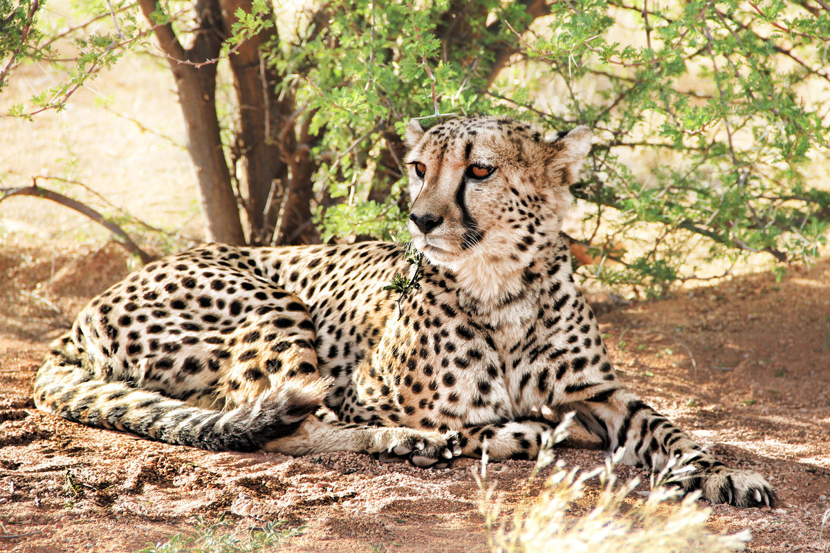aluminium-print-sun-cheetah