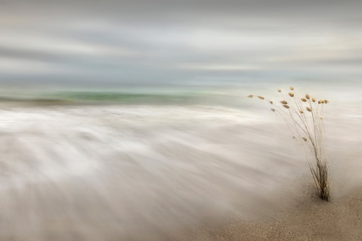 framedcanvas-print-ears-in-the-sea-x