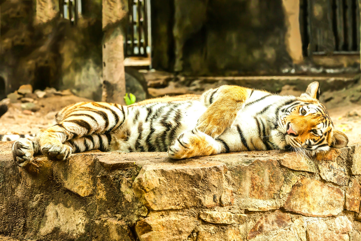 3-piece-acrylic-print-the-siberian-tiger