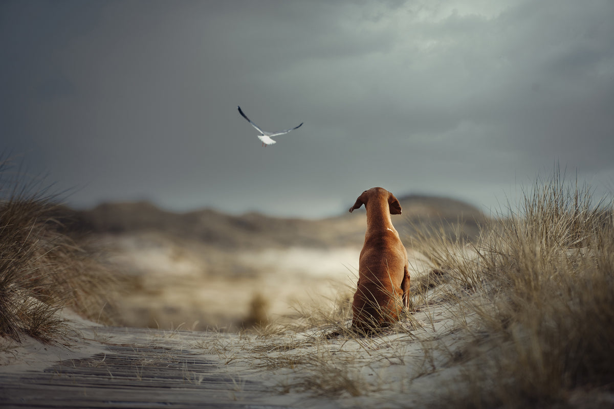 framedposter-print-freedom-ii-x
