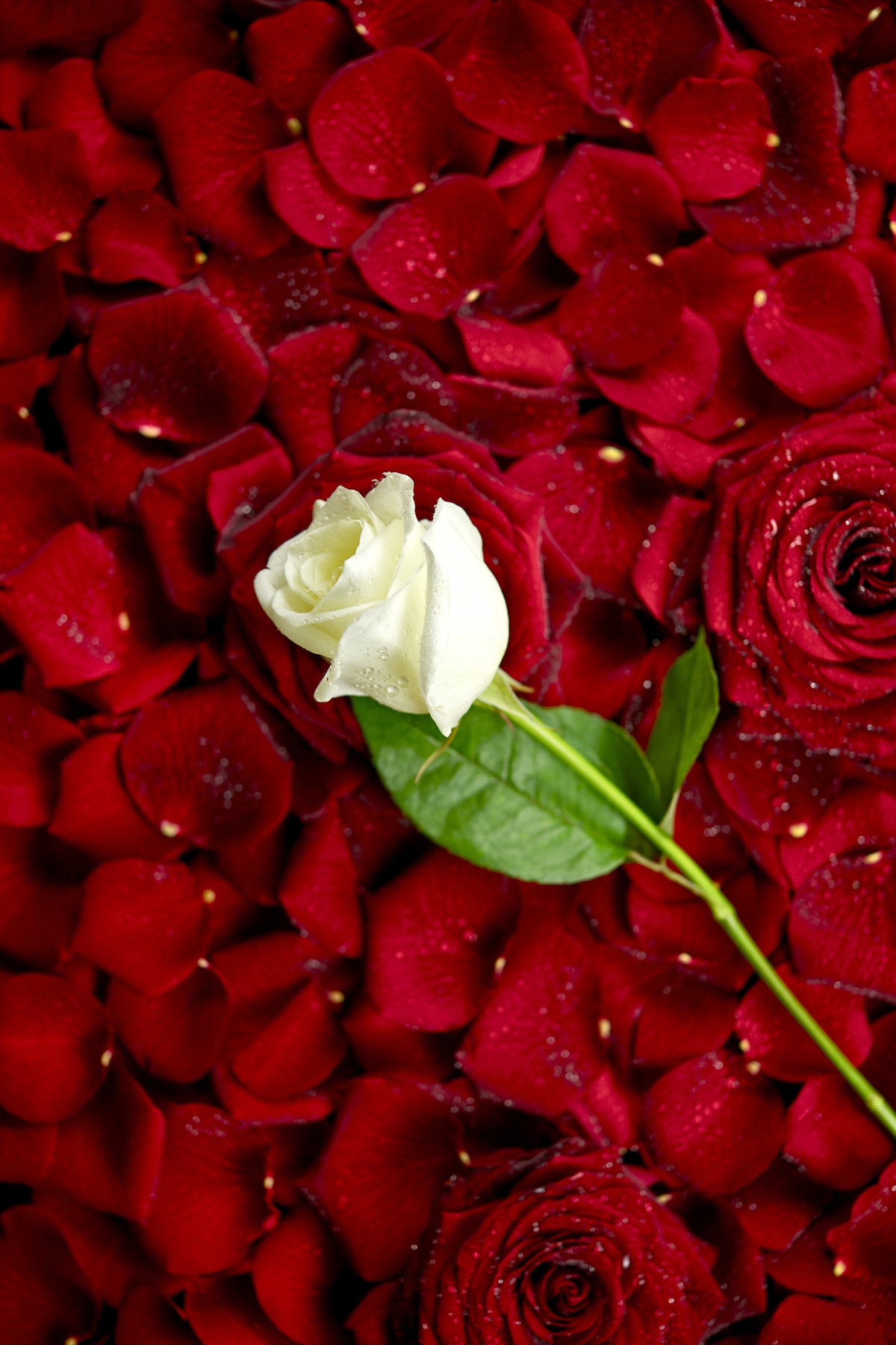 framedcanvas-print-bed-of-roses