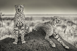 3-piece-canvas-print-two-cheetahs-watching-out