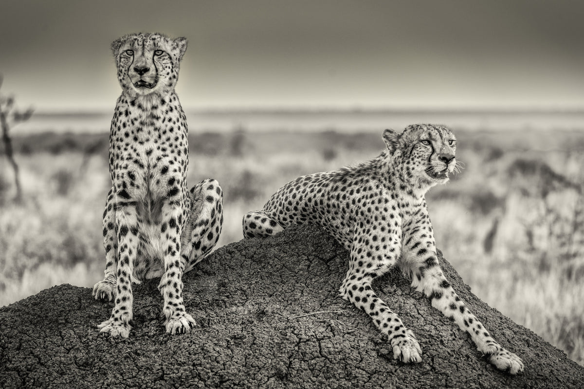 3-piece-canvas-print-two-cheetahs-watching-out