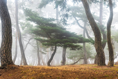 poster-print-in-the-misty-pine-forest-x