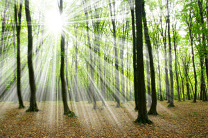 poster-print-magic-light-in-the-trees