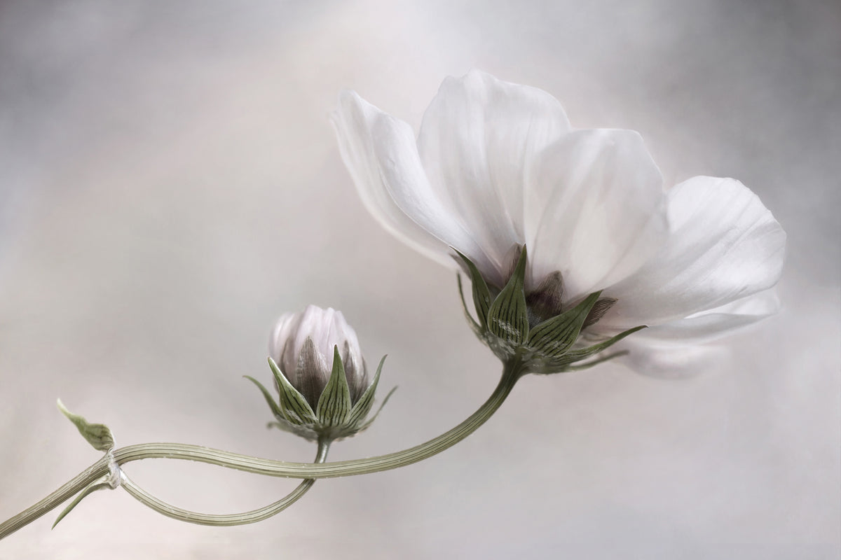 3-piece-aluminium-print-simply-cosmos