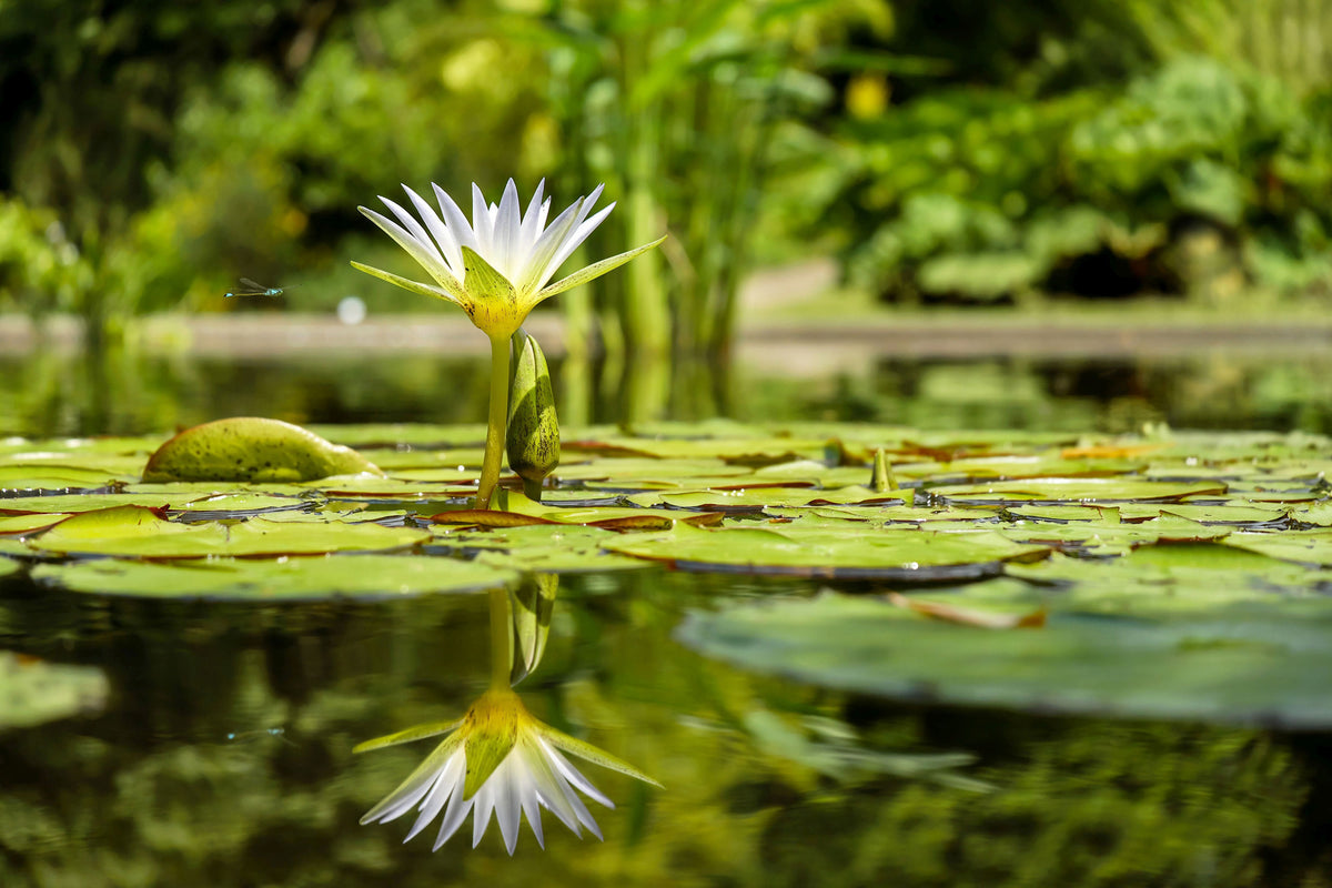 aluminium-print-water-lily-in-nature
