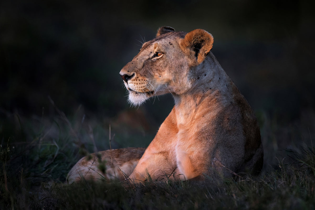 aluminium-print-lone-lioness-x