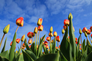 3-piece-acrylic-print-tulips-tower-to-the-sky