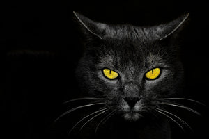 acrylic-print-monster-kill-x