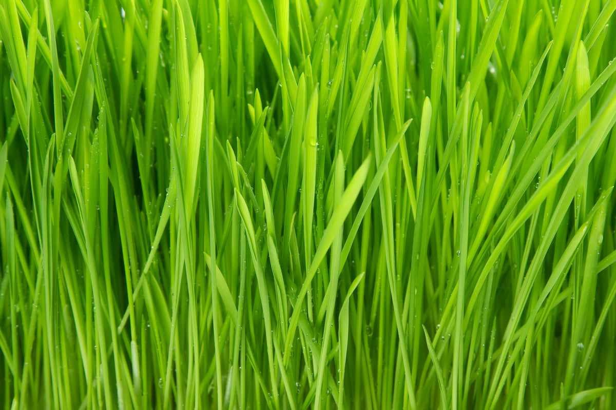 framedcanvas-print-grass-in-morning-dew