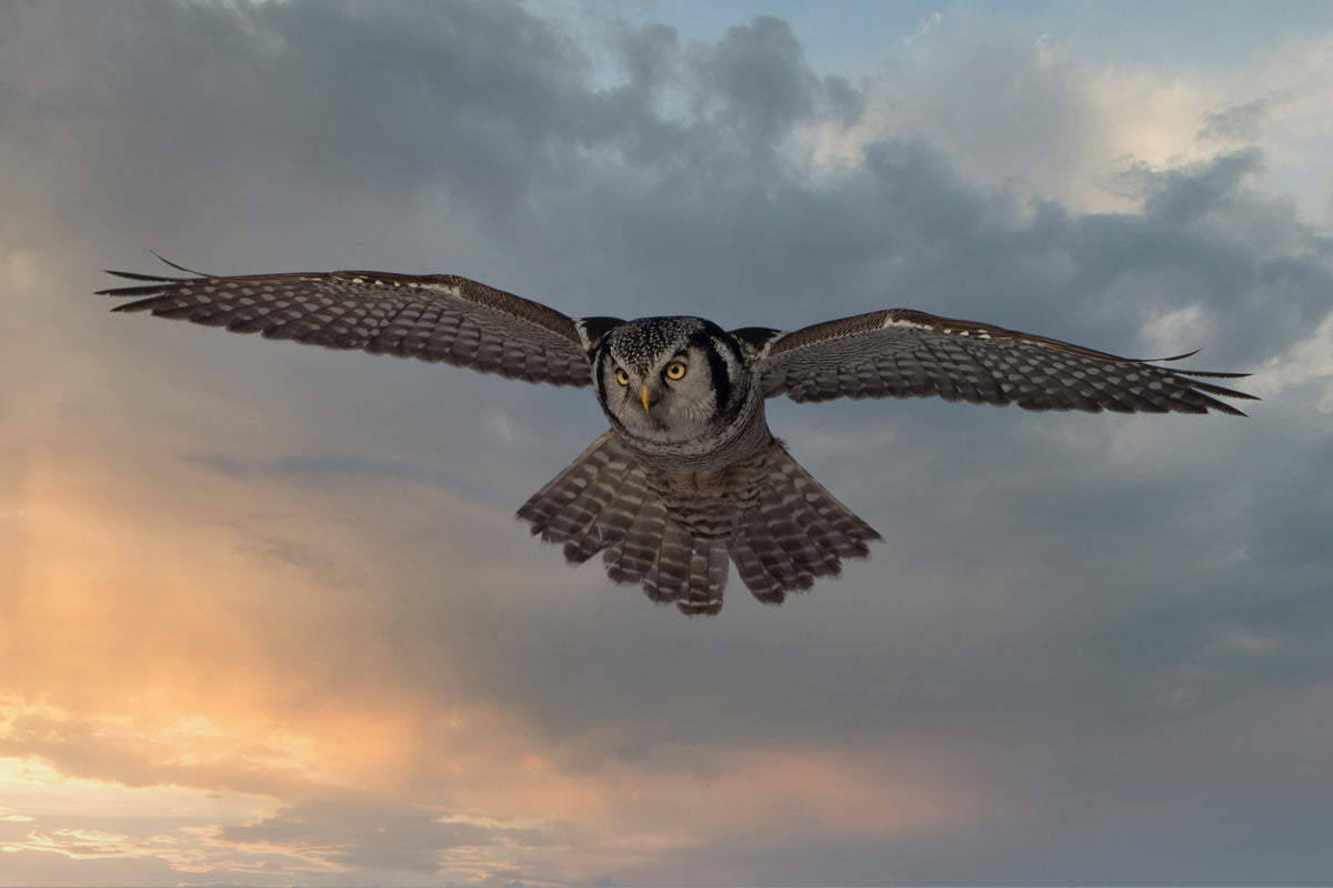 aluminium-print-sky-patrol-x