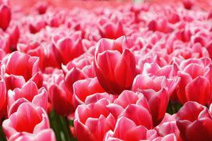 modern-3-piece-acrylic-print-happy-tulip-field