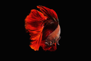 aluminium-print-the-red