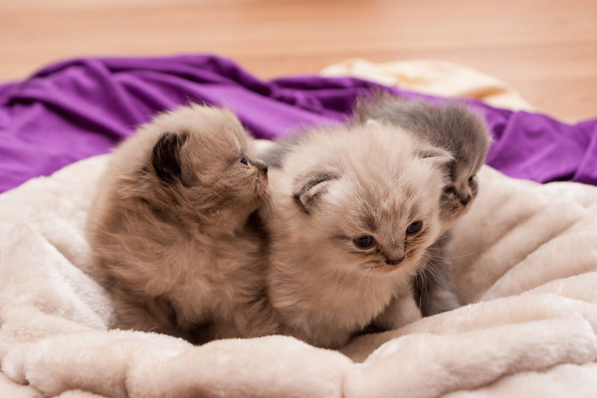 canvas-print-kitten-trio-to-fall-in-love