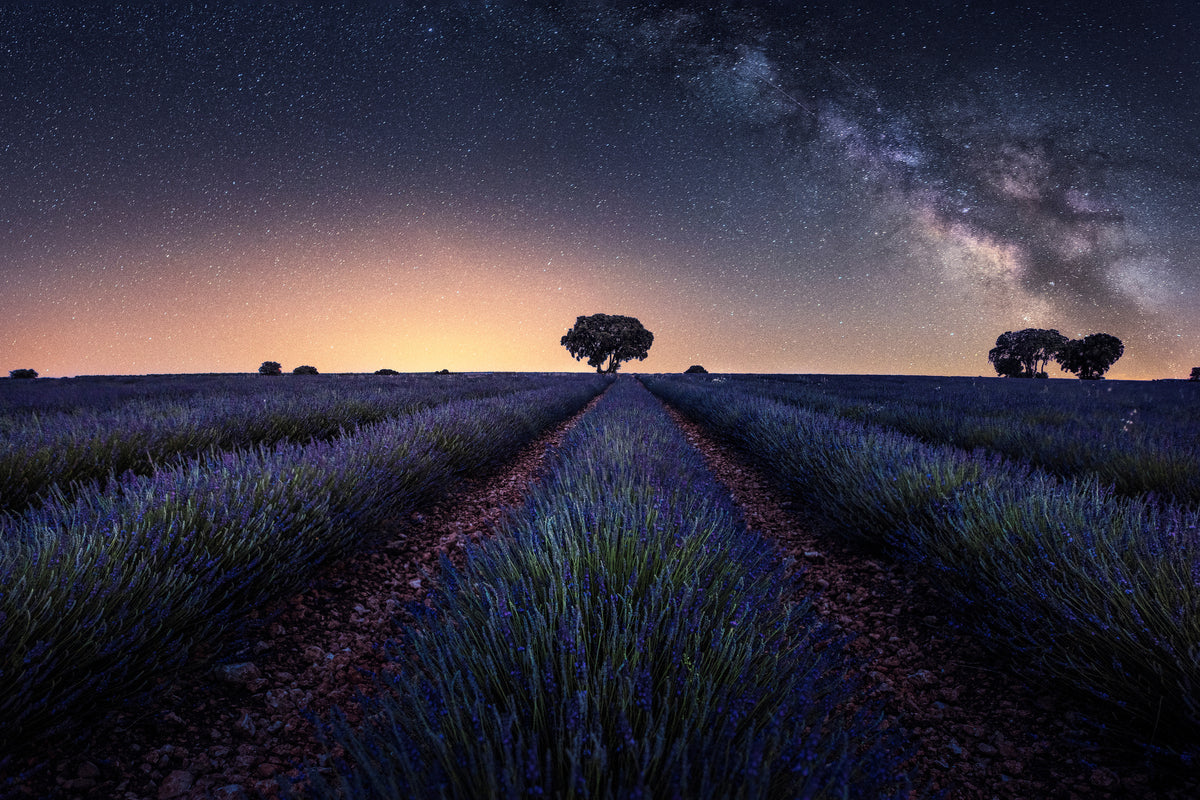 canvas-print-lavender-fields-xxw